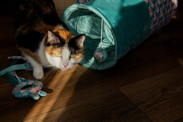 Тунель для котів ZOLUX ETHICAT з іграшкою