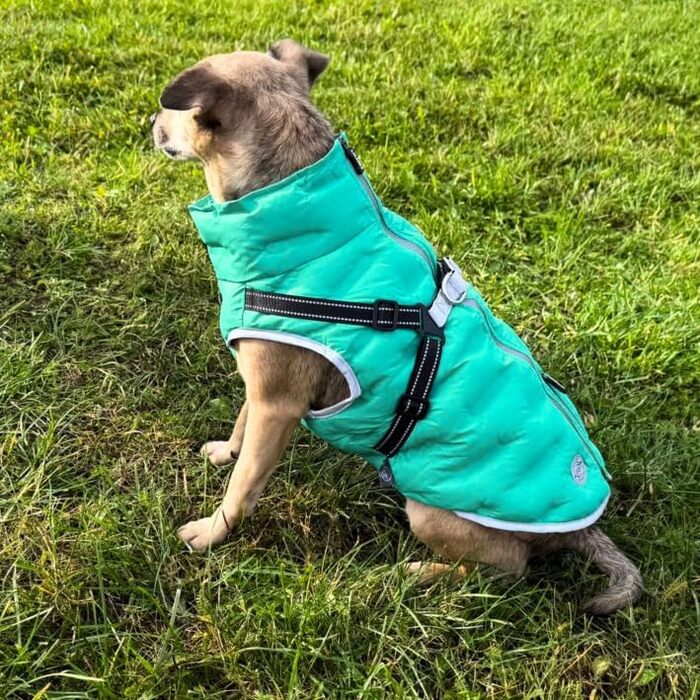 Водонепроникна тепла куртка для собак 2-в-1 з інтегрованою шлейкою – Зимова куртка для собак з відбиваючими елементами, вітронепроникна, для осені та зими (XXL, блакитний)