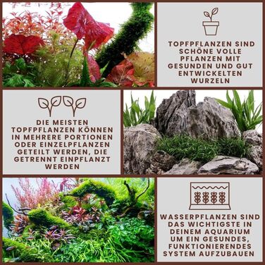 Водорості для акваріума Echinodorus 'Red Diamond', 3 шт, задній план, повністю вкорінені, акваріумна рослина для акваскейпінгу, декор (Anubias heterophylla)