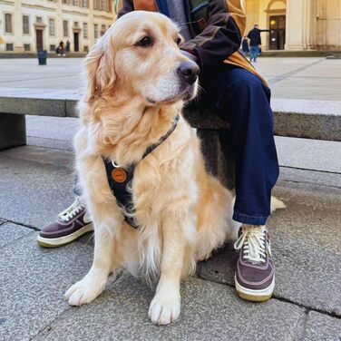 Шлея для собак Nomadog Trailblazer, антивитяг, з м'якою підкладкою та ручкою, регульована, відбиваюча, алюмінієві кільця, для активних собак середніх порід (M)