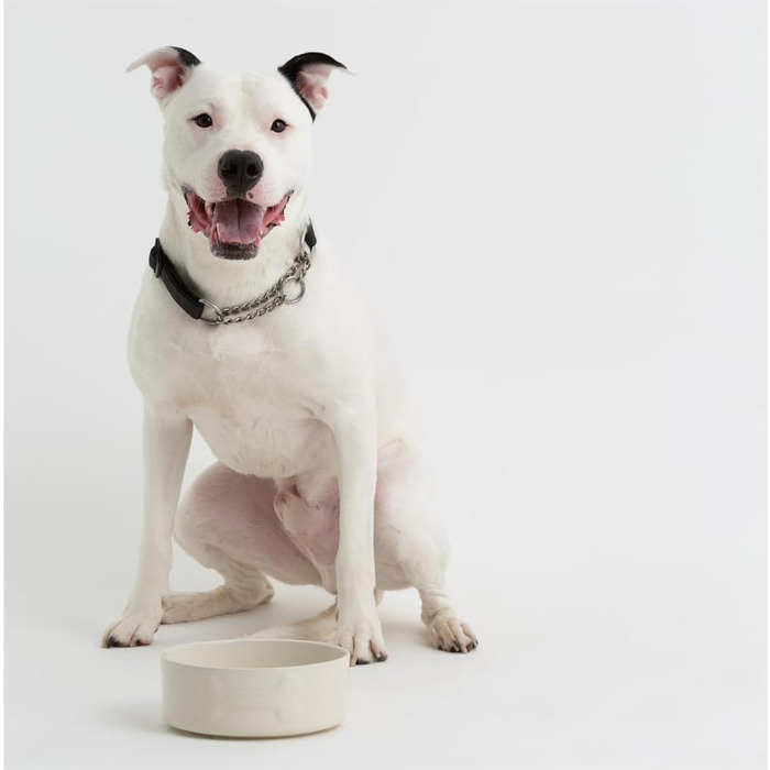 Миска для собак Mason Cash, кремовий колір, 20 см