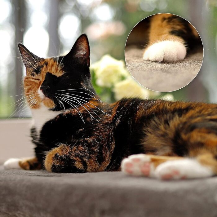 Кішка ліжко для вікна Lionto, м'яке, плюшеве, 35x50 см, для монтажу без свердління, знімний та пральний чохол, до 15 кг, темно-сірий (з написом)