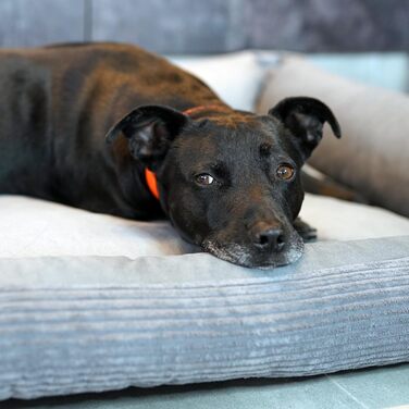 М'яке ліжко для собак 4L Textil Molly, корд, 80x60 см, сірий колір. Знімна та пральна наволочка. Підходить для середніх собак.