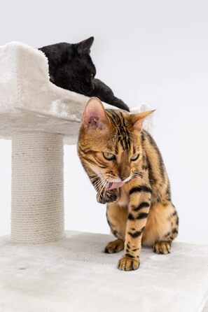 Дряпка для котів Petrebels Parklane 175 см, преміум, з XXL гамаком, спальним будиночком, диваном і товстими стовпами, бежево-кремова