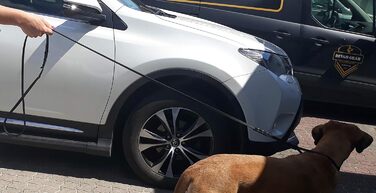 Dingo 10783 виставковий повідець з м'якої шкіри, ручна робота, плетена ручка, чорний