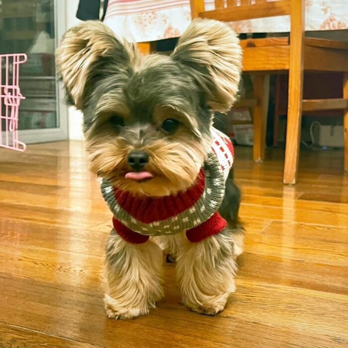 Теплий в'язаний пуловер для собак та котів: стильний кашко-пуловер з рожевим оленем, для чихуахуа, такс, мопсів, XXL (XL)