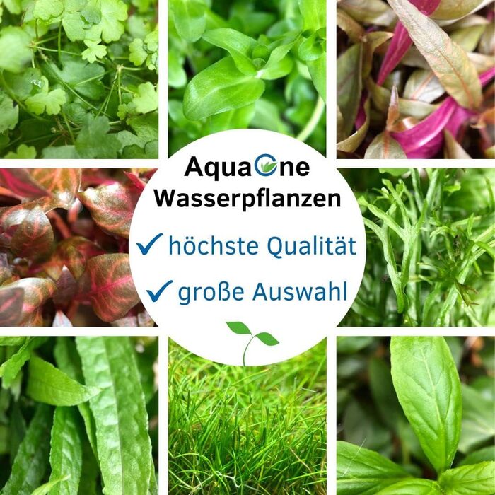 Акваріумна рослина Helanthium 'Quadricostatus', 3 шт. – водна рослина для акваріума, повністю вкорінена, легка у догляді, для акваскейпінгу та декору (Eleocharis parvula, розеткова)