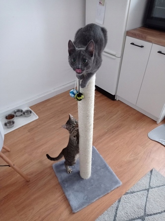 Висока дряпалка-стовп для котів Dep-Mal 61 — 100 см