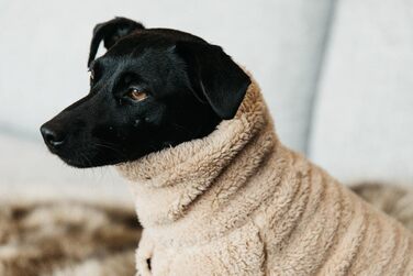 Пуловер для собак Kentucky з м'якого флісу, бежевий, розмір S, 40 см