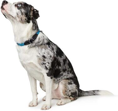 HUNTER Dressurhalsung FREESTYLE, чорний, міцний ошейник для тренувань та повсякденного використання, розмір L