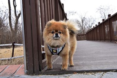 Шлея Puppia Junior для малих собак, легка і м’яка, анти-нагрив, розмір M, рожевий