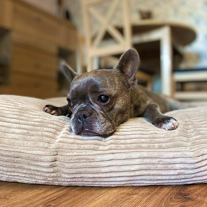 М'яке та затишне ліжко для собак 4L Textil ZOE, великого розміру, 100x80 см, бежеве (смужки), знімний чохол на блискавці, можна прати