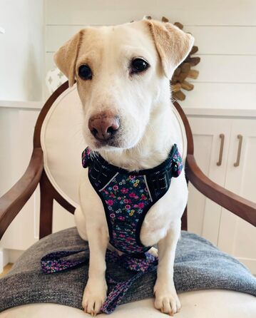 Шлейка для собак Lucky Love Dog No Pull, регульована, легка, чорна та лілова з квітковим візерунком, для малих, середніх і великих собак (M, модель Primrose)