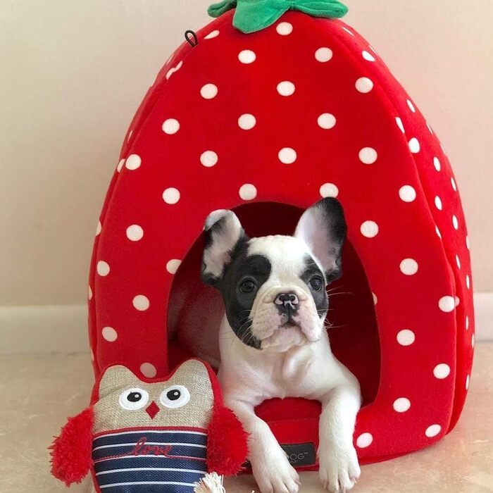 Ліжко для собак і котів NANDOG Insta Fun Полуниця, ультрам'який мікроплюш, ортопедичне, дизайнерське, з пінною основою, фруктовий стиль