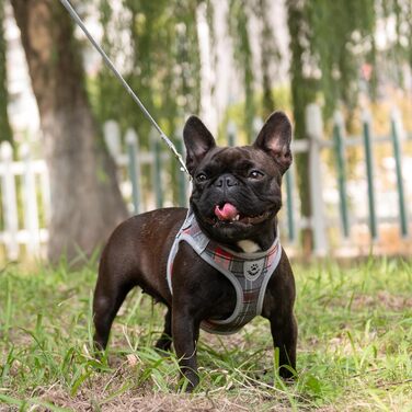 Нашийник та поводок для собак ExPawlorer – класичний вишуканий комплект для середніх собак, сірий колір, не тягне, регульований, надійний для прогулянок