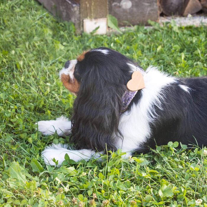 Нашийник для собак Pettsie з серцем та браслетом дружби, регульовані розміри S та M, комфортний дизайнерський льон, міцний та довговічний, чудовий подарунок для любителів собак, (26,7 - 36,8 см (S), фіолетовий)