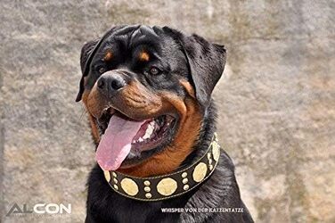 Bestia Maximus нашийник для великих собак з натуральної шкіри, м'яка підкладка, 100% шкіра