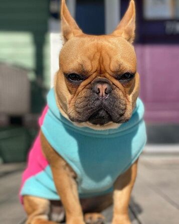 Тепла флісова жилетка для маленьких собак Gooby (Рожева, розмір Medium, обхват грудей ~41 см)