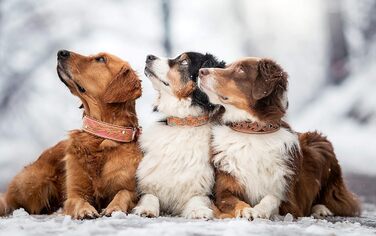 Обідній шкіряний нашийник для собак Mariano, бежевий, блакитний, коричневий, з візерунком квітів, розмір 24-28,5 см