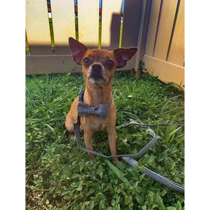 Елегантний ошийник для собак з метеликом Unique Style Paws - універсальний для собак та котів різних розмірів (S, M, L, XL)