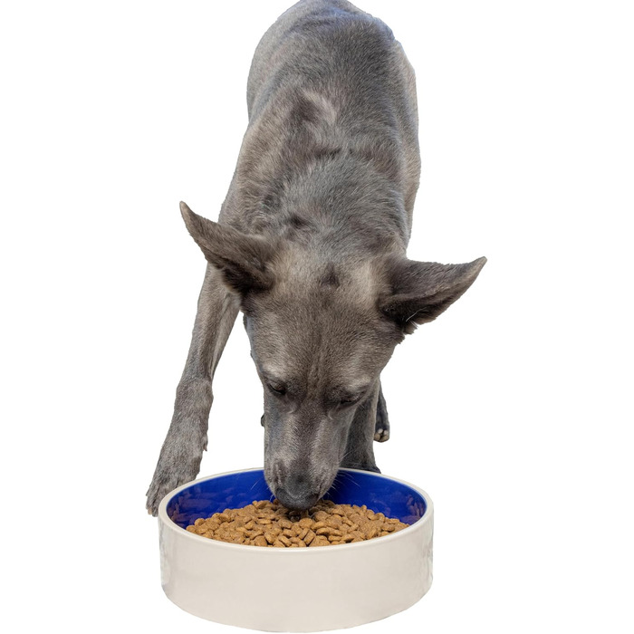 Керамічна миска для собак великих та середніх порід Ethical Spot, діаметр 24.1 см, білий/блакитний колір