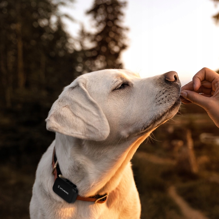 GPS-локатор 4G без абонплати для відстеження собак та котів, додаток MK059