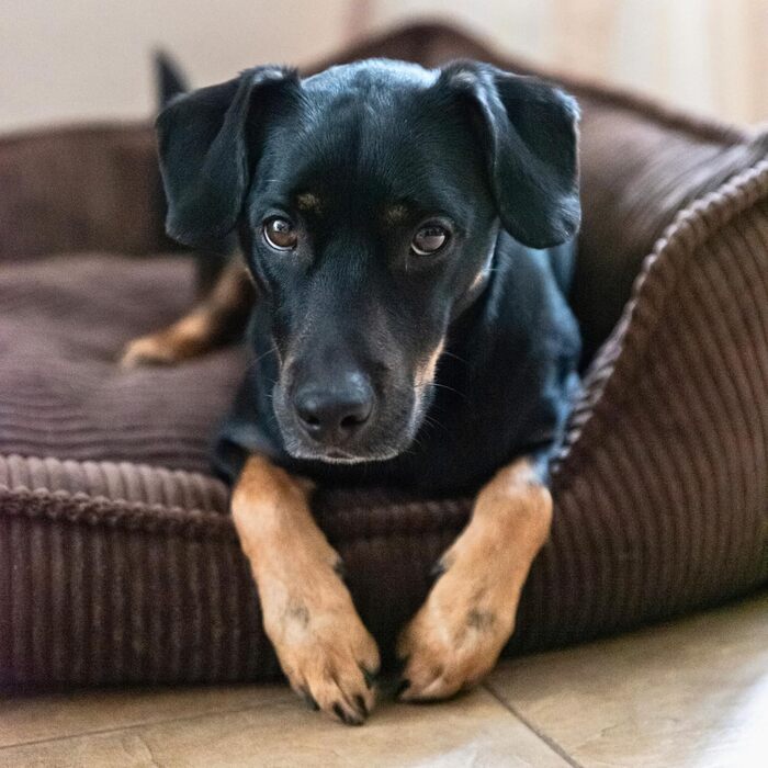 М'яке собаче ліжко 4L Textil Hugo Premium-LINE: ортопедичне, з memory foam, 60x40 см, для маленьких собак