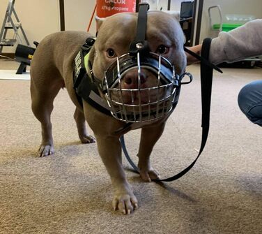 Корзина для собак American Bully, чорна шкіра/чорний дріт, BA