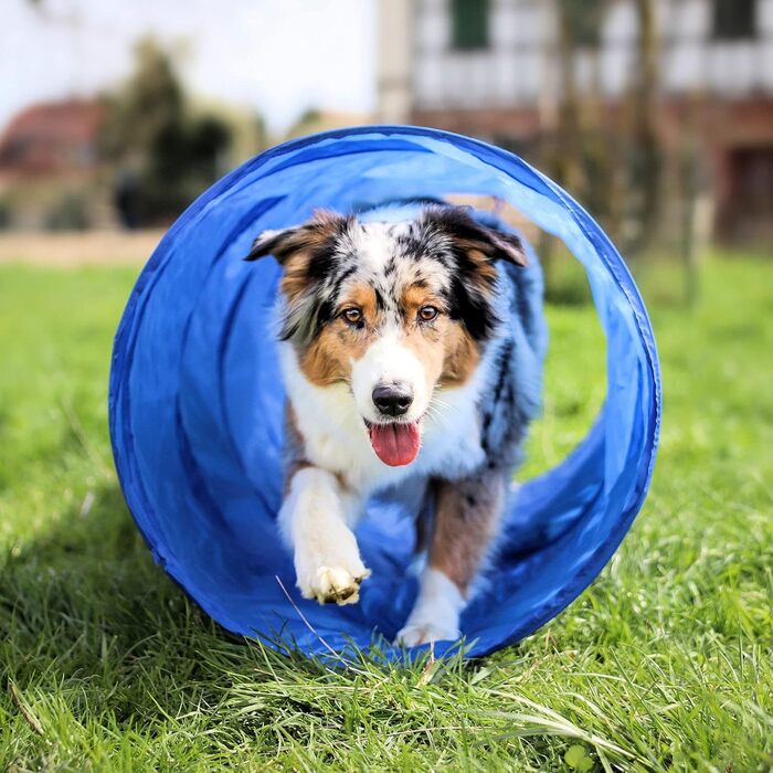 Набір для дресирування собак Vabiono Agility: тунель, обруч, бар'єри, слалом, стійки