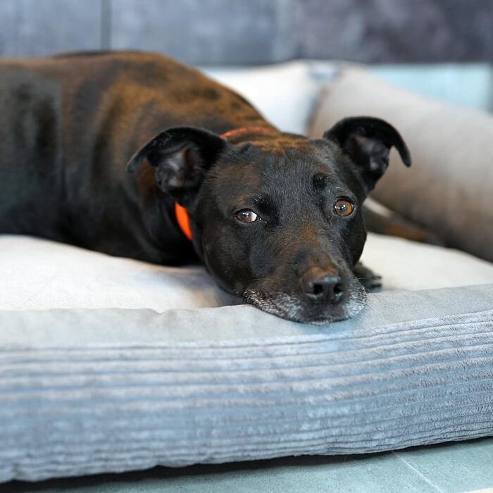 М'яке ліжко для собак 4L Textil Molly, корд, 80x60 см, сірий колір. Знімна та пральна наволочка. Підходить для середніх собак.