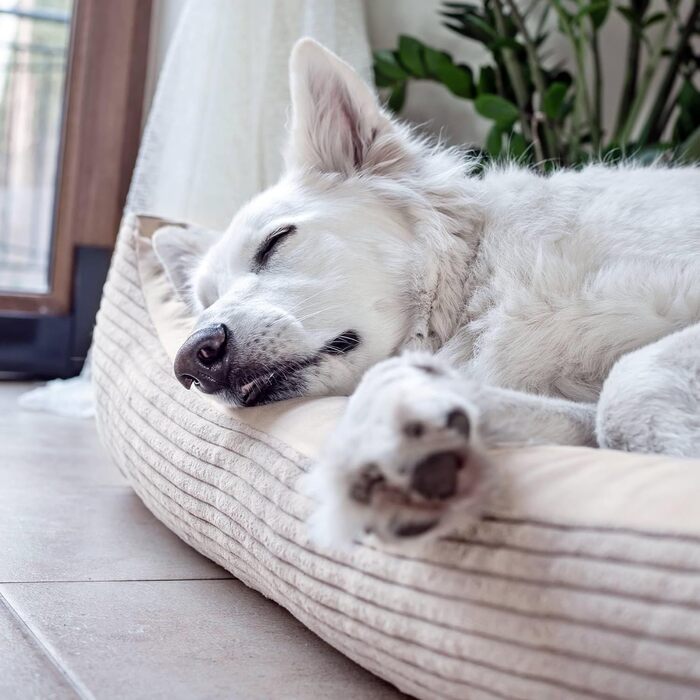 Зручне ліжко для собак 4L Textil Otto з знімним та пральним покриттям, кошик для собак, подушка для середніх собак, пухнасте, диван для собак (100 x 80 см, смужки 04) Розміри: 100 x 80 x 20 см, Бежевий