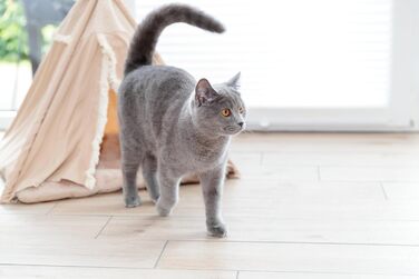 Тipi для собак та котів Trixie Boho з антиковзким покриттям, бежевий, 55x65x55 см - з знімним, пральним подушечкою