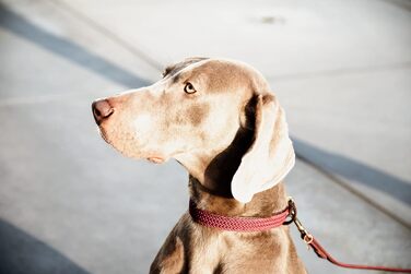 Kentucky Dogwear: Плетений нашийник для собак з нейлону Бордовий, розмір S, 42 см