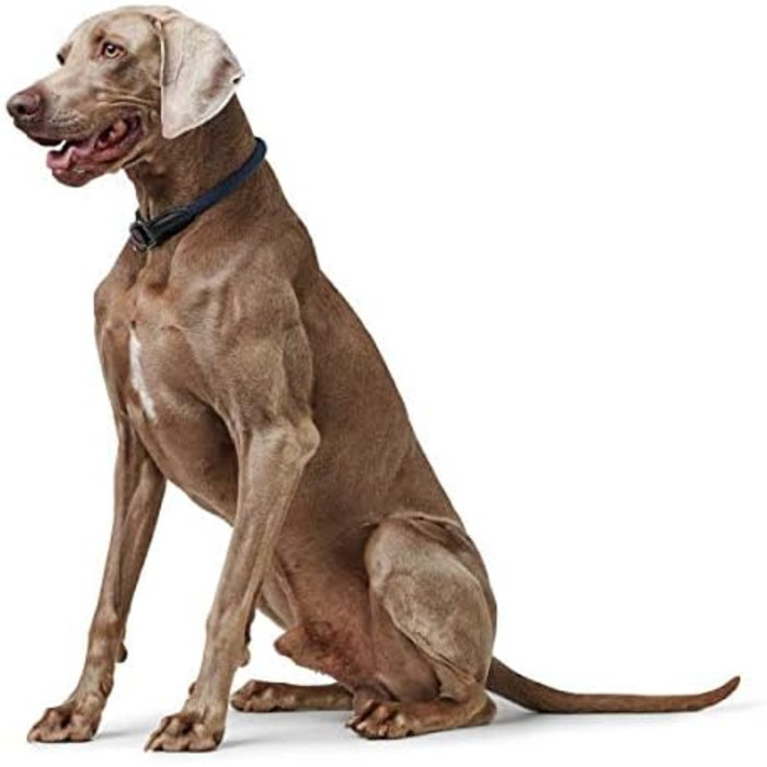 Сбруя для дрессури HUNTER FREESTYLE EIBY, синього кольору, регульована, м'яка, з зупинкою, міцна та довговічна, для тренувань та прогулянок у будь-яку погоду, розмір S