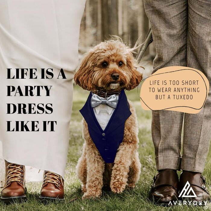 Смуговий костюм для собак AVERYDAY для весілля та ювілею: стильний костюм для собак на весілля з метеликом для маленьких та великих собак, формальний одяг для дня народження, пропозиції, фотосесій, косплею, особливих випадків (M (Окружність шиї 45-55 см),