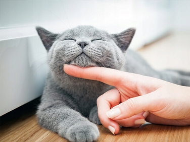 Сухий корм Brit Care Cat Grain-Free для кошенят, 7 кг