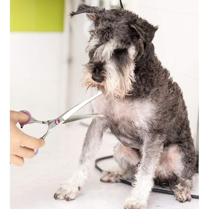 Ножиці для грумінгу собак правою рукою від Petsvv: вигнуті, з безпечними закругленими кінцями, з нержавіючої сталі. Підходять для собак, котів та інших тварин.