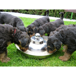 Миска для цуценят SunnyDogs: нержавіюча сталь, діаметр 39 см, з ручкою