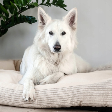 Вельветове лежак для собак MOLLY, 60x40 см, Бежевий