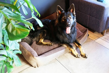 Затишне текстильне лежак для собак TEO, 100x80 см, розмір 4L