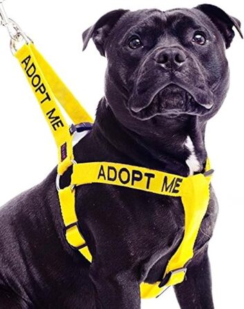 Жилет для собак ADOPTIER MICH жовтий, не тягне, нейлоновий, розмір L-XL, для благодійності
