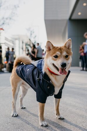 Дощовик для собак Ellie Dog Wear, водонепроникний, з капюшоном, блискавкою, кишенями, світловідбивними кнопками, регульований шнурок, розмір XS-XL, темно-синій