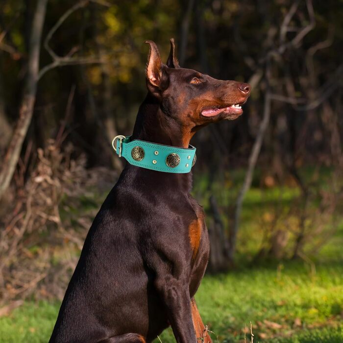 Нашийник для собак середніх порід Comfluxe з екошкіри, 5.1 см, міцний, з металевою застібкою, блакитно-зелений, з дизайном 
