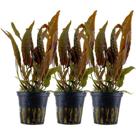 Акваріумна рослина Cryptocoryne usteriana, 3 шт, середній план, для акваріума, повністю вкорінена, для акваскейпу та декору