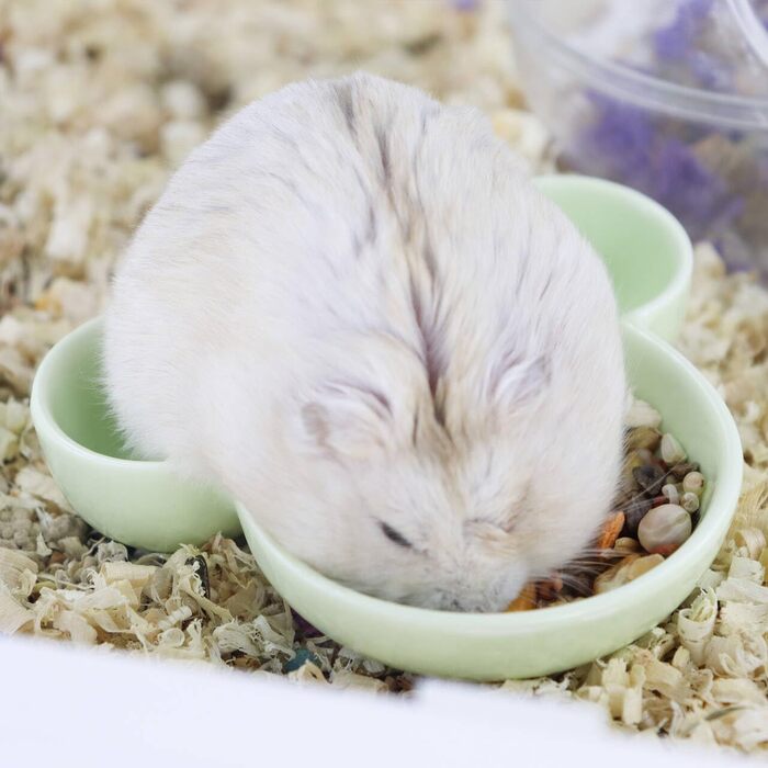 Миска для їжі та води для хом'яків LuckyOpt, мила форма мишки, кераміка, легко миється, підходить для морських свинок, їжаків, білок, гризунів, цукрових посвистів (фіолетовий, зелений)