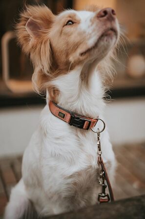 Нашийник для собак HUNTER Neopren Vario Plus, нейлон, неопрен, регульований, з поглинанням ривка, комфортний, розмір L/2,5, колір: мідний/сірий