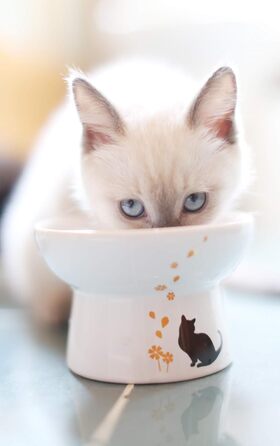 Підвищений миска для котів з порцеляни, запобігає зворотному потоку, антистрес, для котів середніх розмірів, безпечний вибір для вашого улюбленця, підходить для вологого та сухого корму