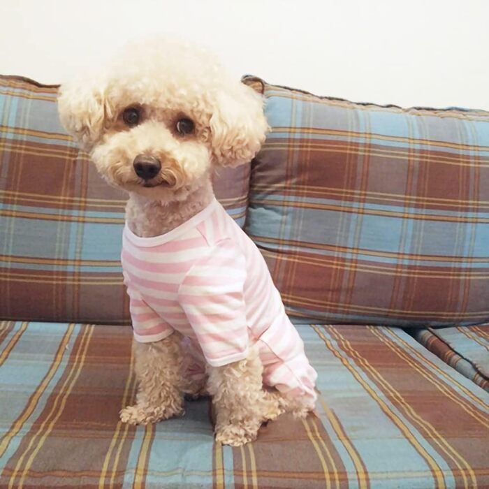 Тільце для собак після операції Kukaster: захист ран, для собак після кастрації, з отворами для лап, для собак з алергією, випаданням шерсті, після грумінгу, рожево-білий колір, розмір S