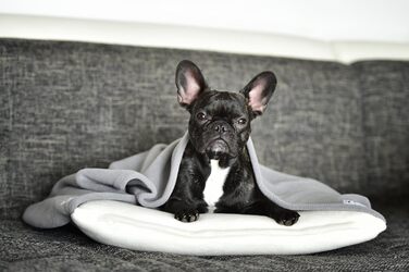 М'яке собаче ліжко з підстілкою кремового та сірого кольорів 110 x 100 см - затишок та спокій для собак завдяки м'якому ліжечку та підстилці для дому та подорожей