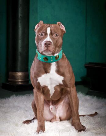 Нашийник для собак середніх порід Comfluxe з екошкіри, 5.1 см, міцний, з металевою застібкою, блакитно-зелений, з дизайном 